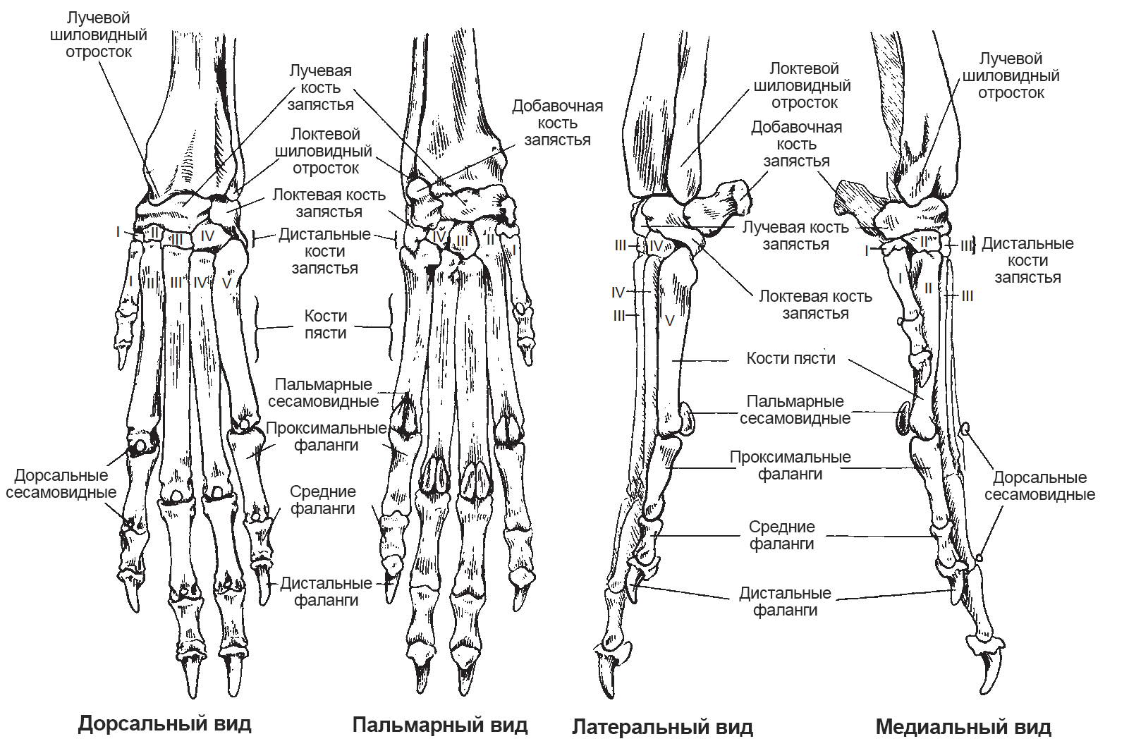 Анатомия дистального отдела передней конечности собак и кошек |  Ветеринарная клиника доктора Шубина
