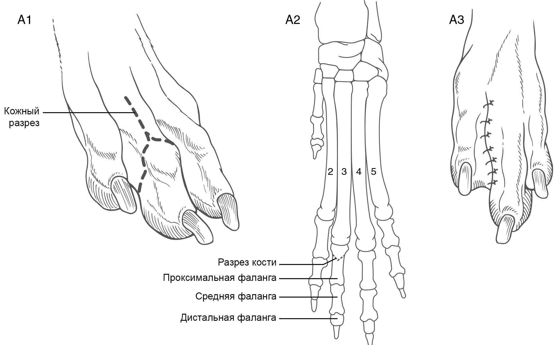 Ампутация пальца у собак и кошек | Ветеринарная клиника доктора Шубина