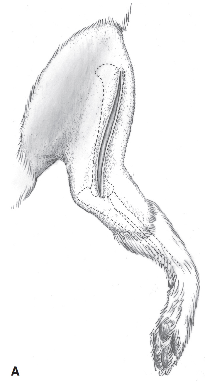 Доступ к телу плечевой кости через медиальный разрез у собак и кошек |  Ветеринарная клиника доктора Шубина