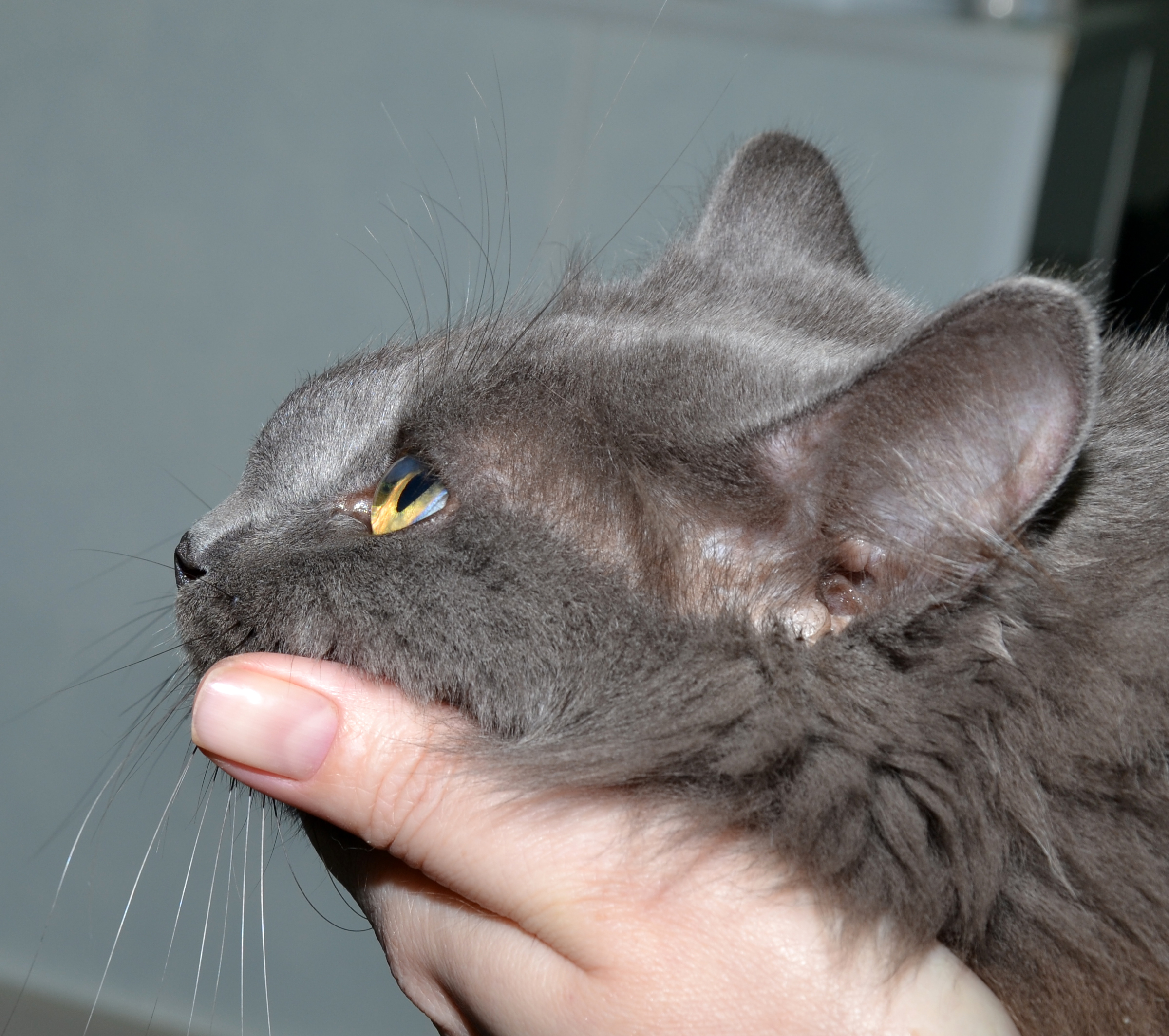 Локализованный аспергиллез кошек | Ветеринарная клиника доктора Шубина