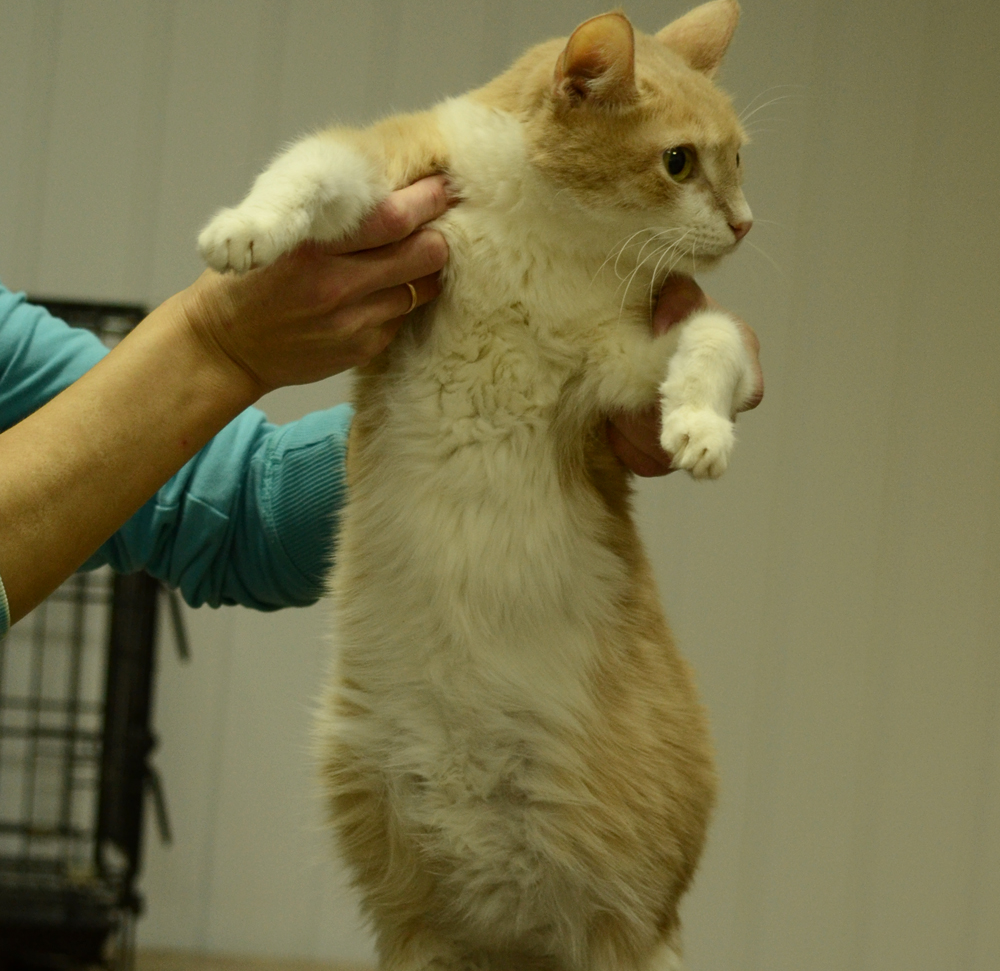 Инфекционный перитонит кошек (выпотная форма) | Ветеринарная клиника  доктора Шубина