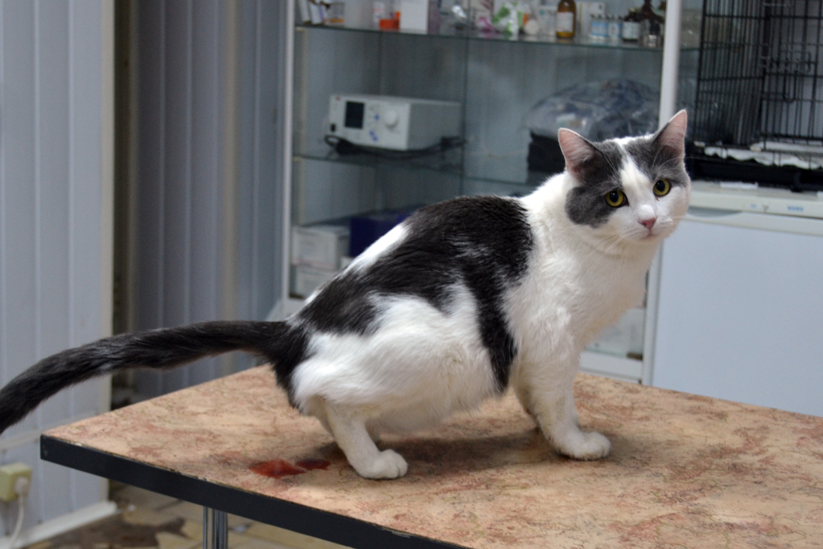 Идиопатический цистит кошек (памятка для владельцев) | Ветеринарная клиника  доктора Шубина