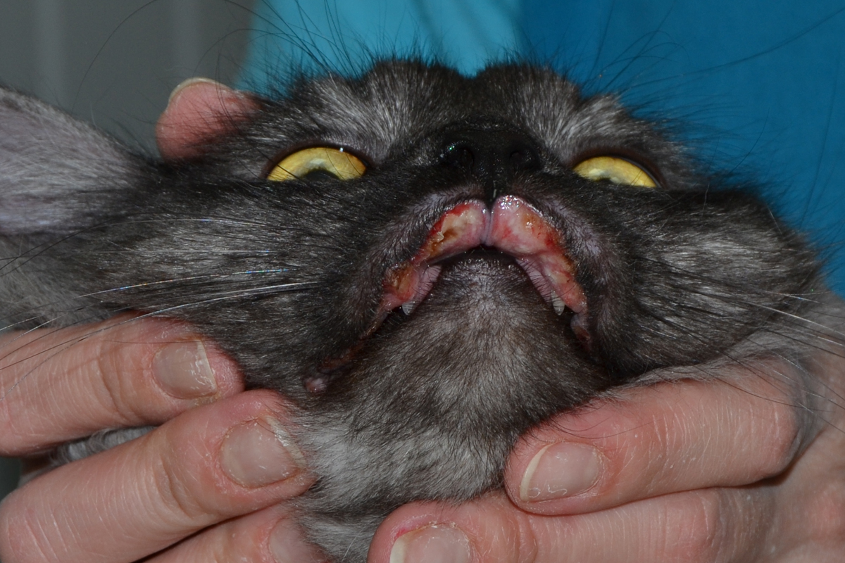 эозинофильная гранулема у кошки на губе