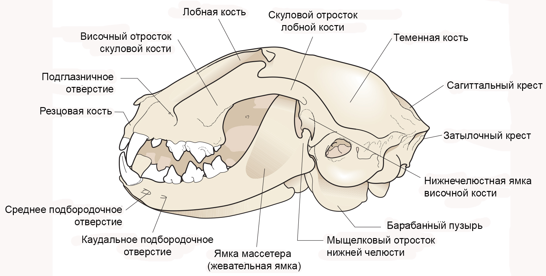 челюсть кошки анатомия