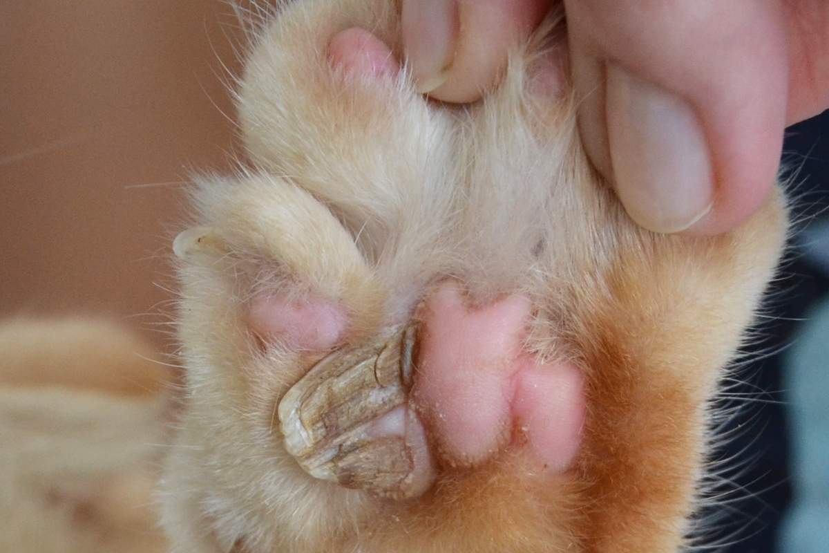 Лимфома кошек | Ветеринарная клиника доктора Шубина