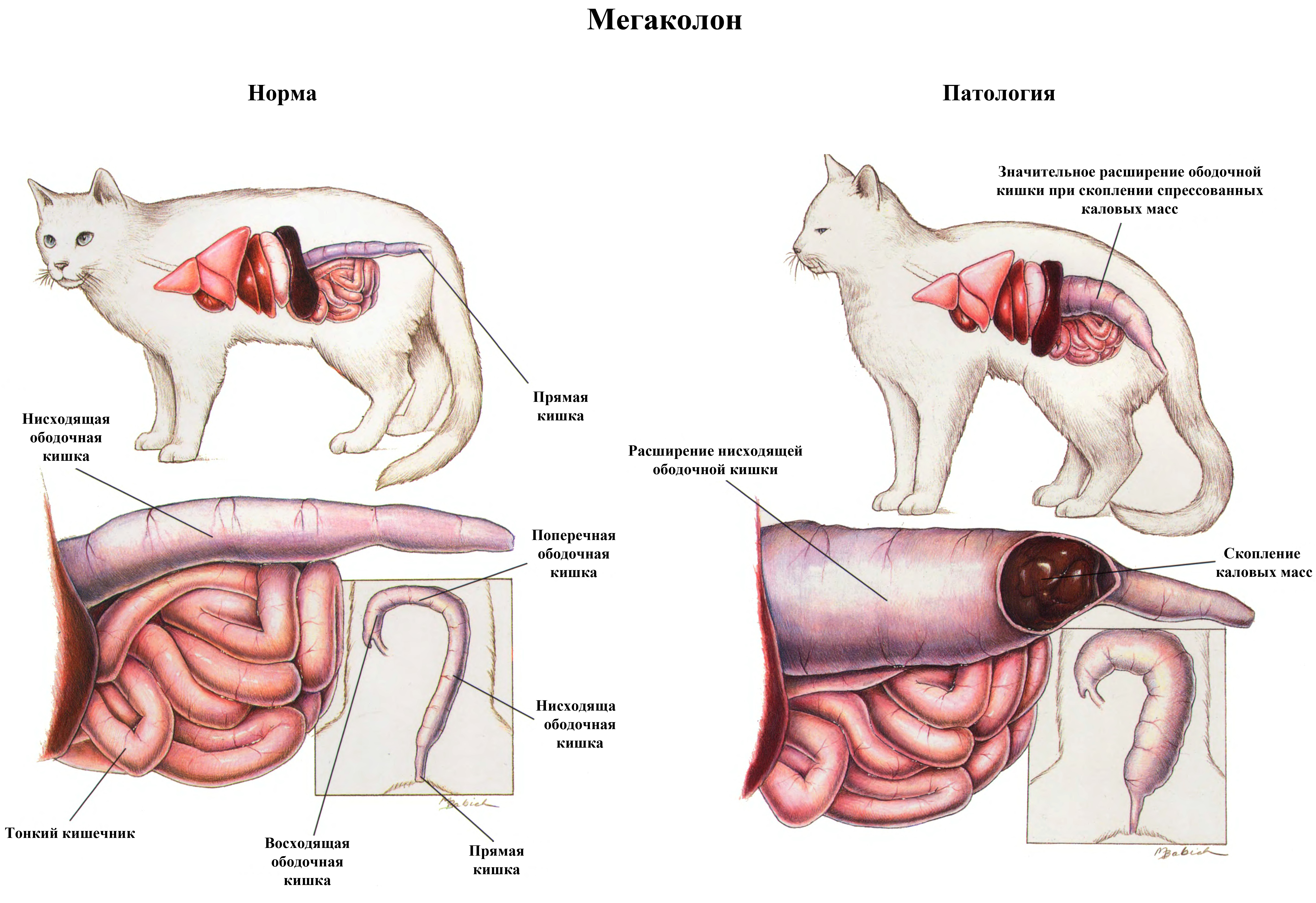 Идиопатический мегаколон кошек | Ветеринарная клиника доктора Шубина
