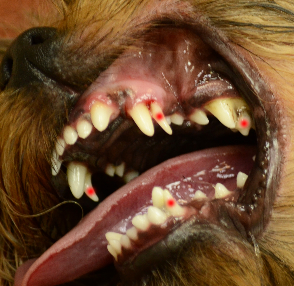 Задержка смены молочных зубов | Ветеринарная клиника доктора Шубина