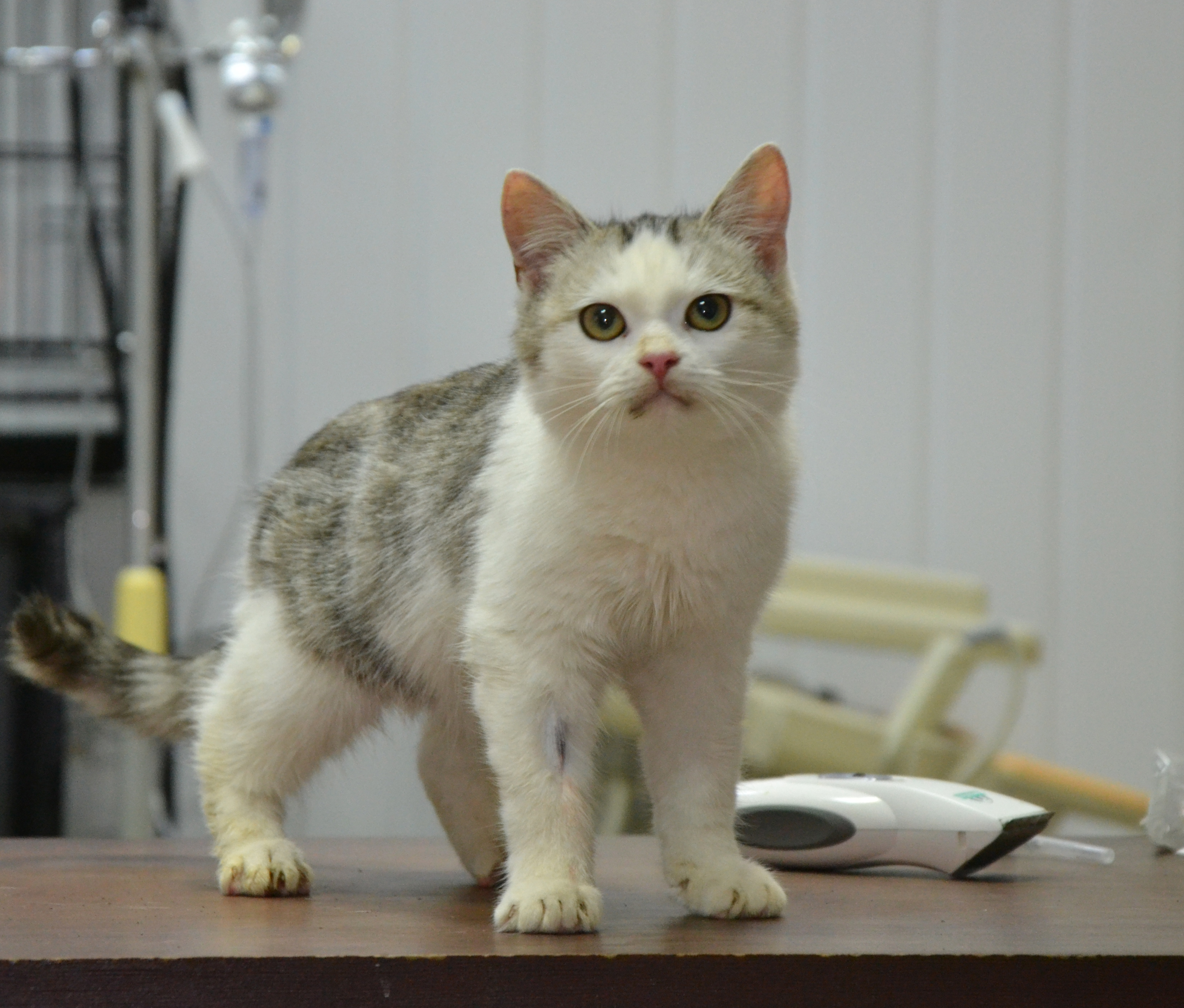 Мозжечковая атаксия кошек (гипоплазия мозжечка кошек) | Ветеринарная  клиника доктора Шубина