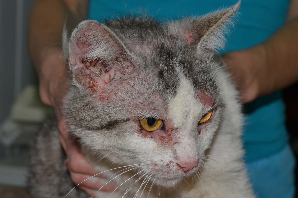 Клещевые поражения кошек (памятка для владельцев) | Ветеринарная клиника  доктора Шубина