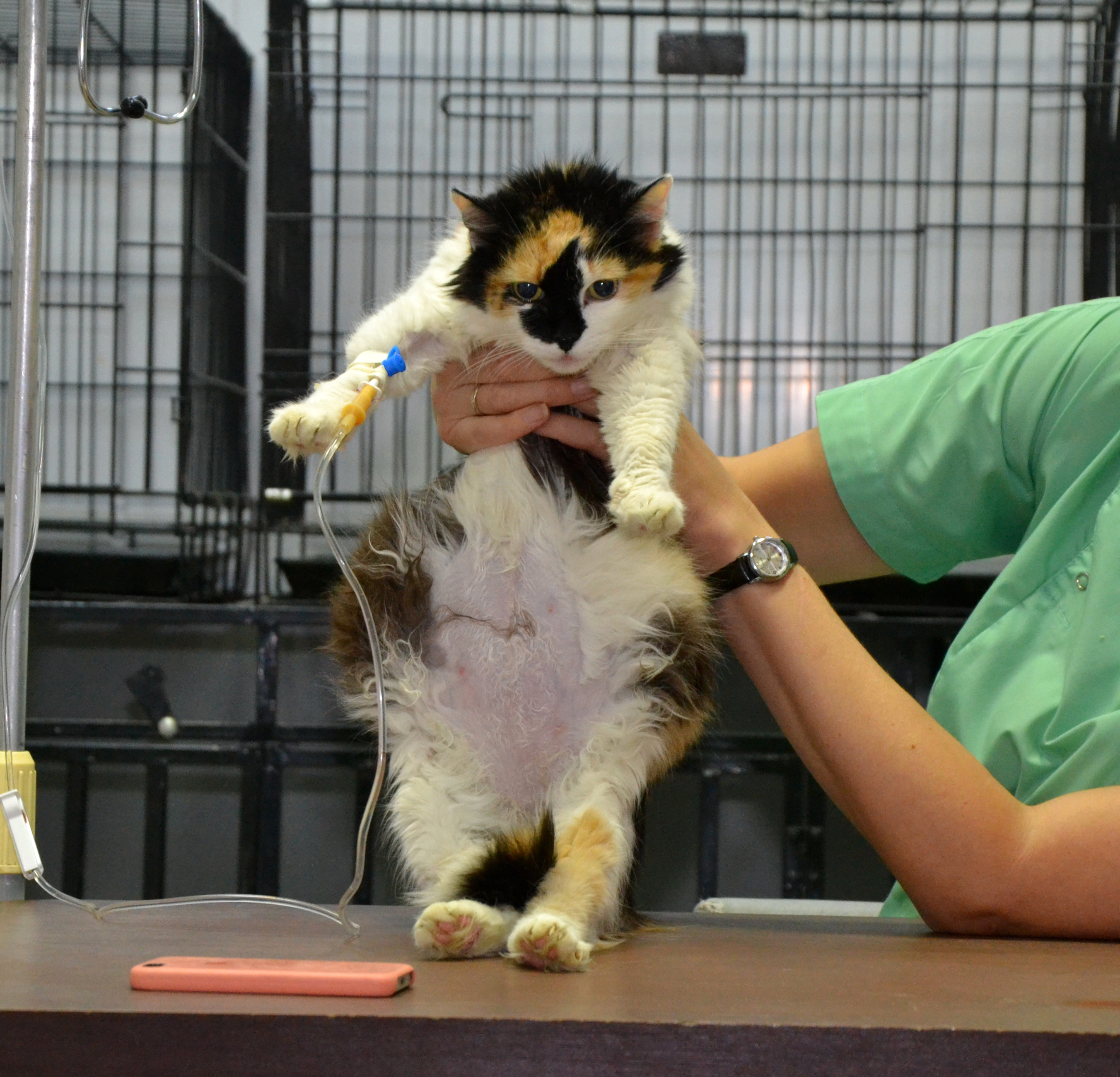 Пиометра собак и кошек | Ветеринарная клиника доктора Шубина