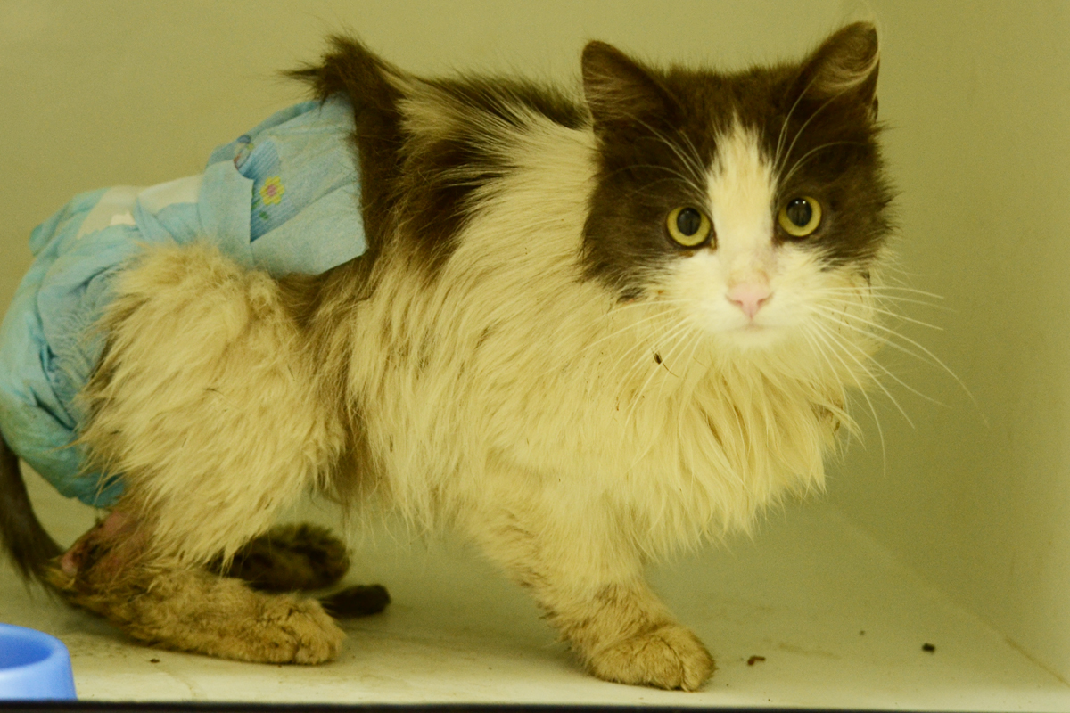 Выпадение прямой кишки у кошки - когда это может случиться, симптомы и первая помощь