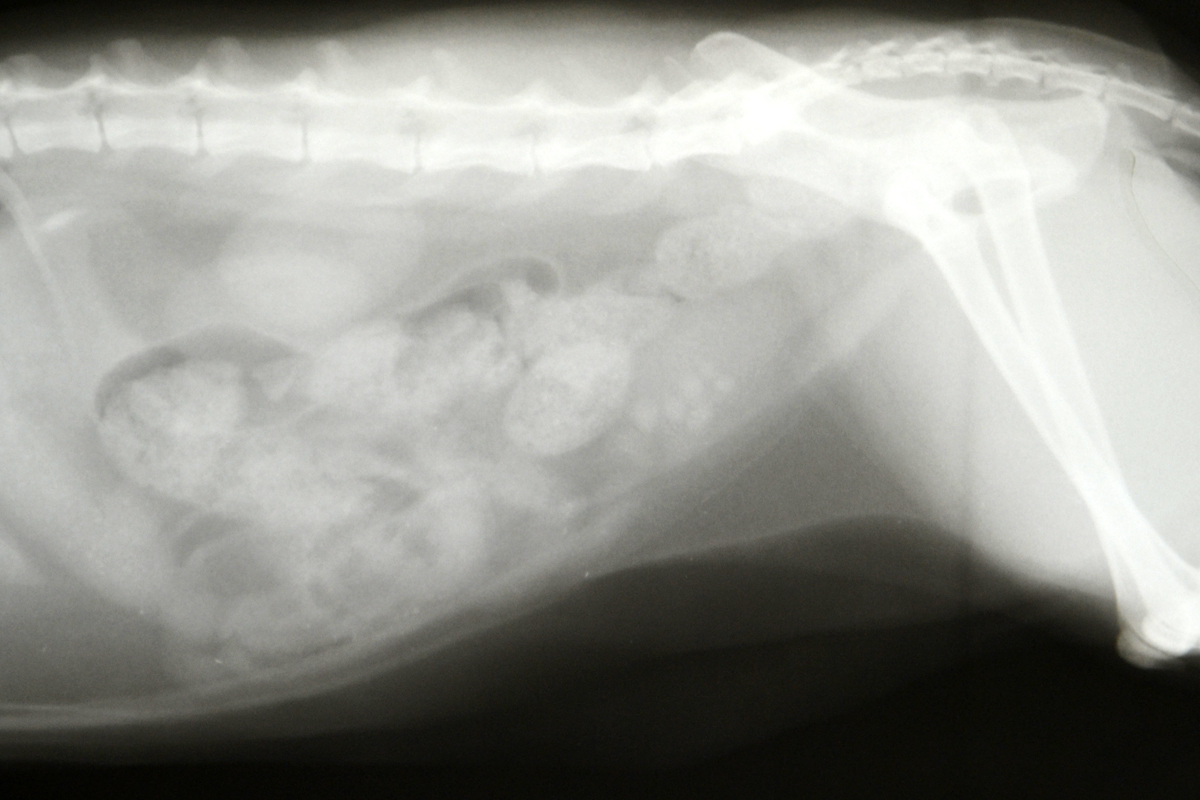 Камни мочевого пузыря у кошек | Ветеринарная клиника доктора Шубина