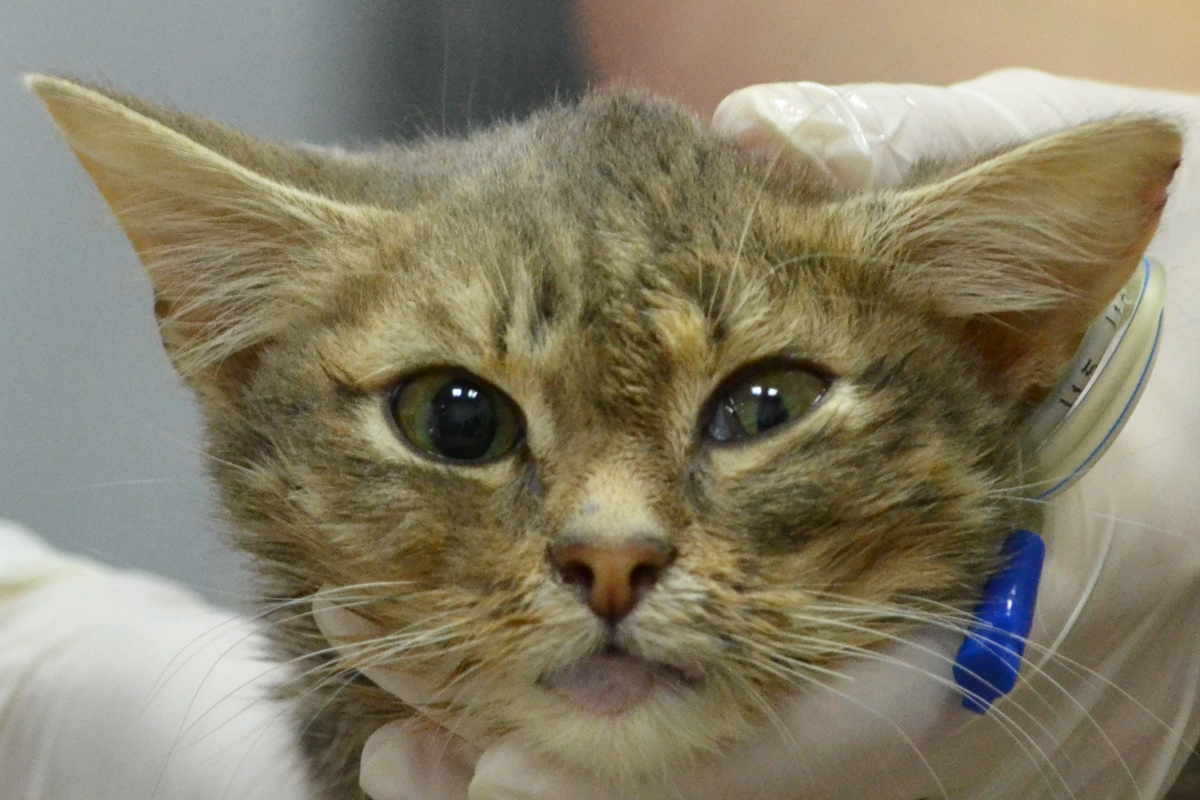 Вестибулярный синдром кошек - симптомы, диагностика, лечение - Сеть Ветеринарных Центров 