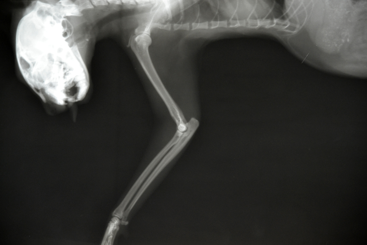 Травматический вывих локтевого сустава собак и кошек | Ветеринарная клиника  доктора Шубина