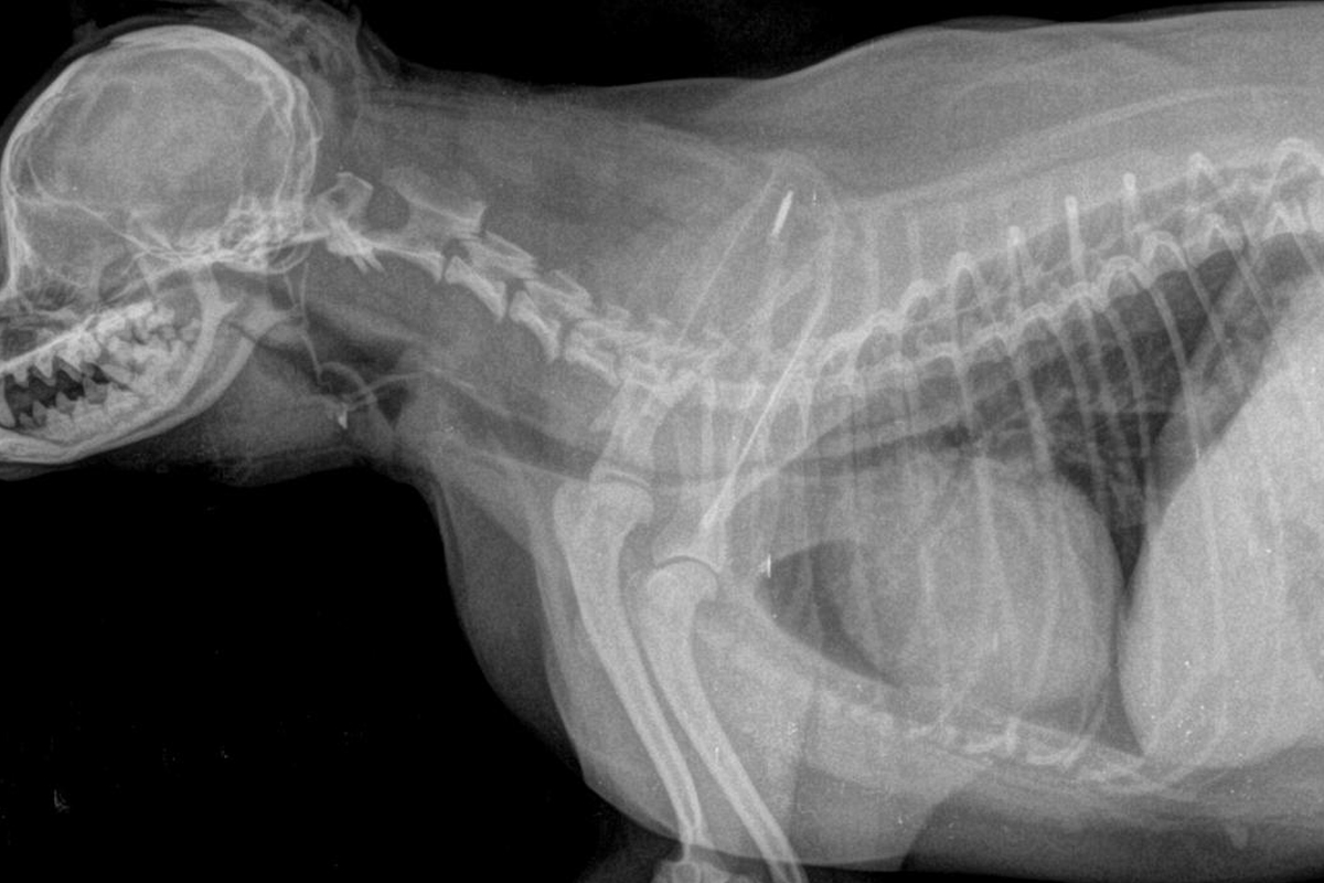 Коллапс трахеи у собак: симптомы, причины, лечение