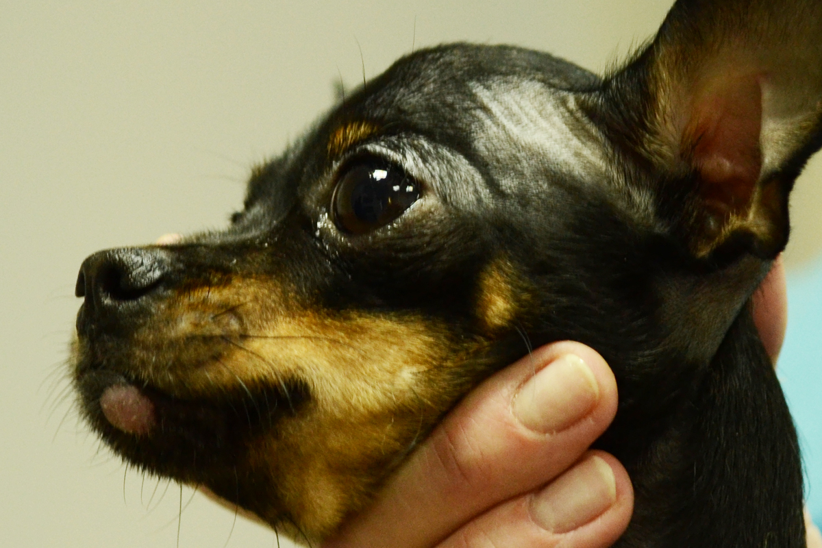 Гистиоцитома кожи у собак: причины, симптомы, диагностика и лечение