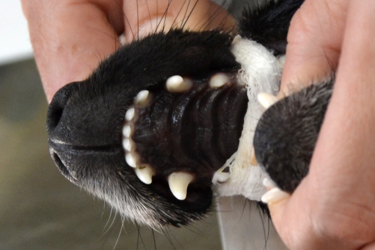 Возможные причины выпадения зубов у котов