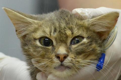 Синдром горнера у кошек лечение в домашних условиях