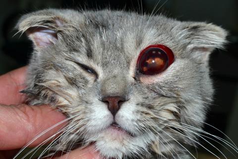 Вывих глазного яблока у кошки
